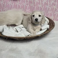 Ice, a female Miniature Dachshund for sale in Strasburg, VA – Photo 2 of 3