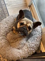 Sweetpea, a female French Bulldog for sale in University Place, WA – 3 of 4