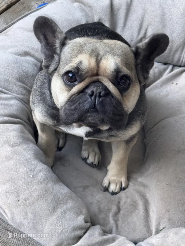 Sweetpea – French Bulldog puppy for sale in University Place, WA