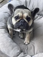 Sweetpea, a female French Bulldog for sale in University Place, WA – 1 of 4