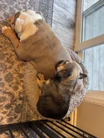 Sweetpea, a female French Bulldog for sale in University Place, WA – 2 of 4
