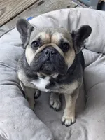 Sweetpea, a female French Bulldog for sale in University Place, WA – 4 of 4