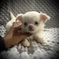 AKC Porter, a male Chihuahua for sale in New Jersey, NJ – 6 of 7