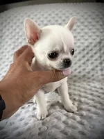 AKC Prince, a male Chihuahua for sale in New Jersey, NJ – 6 of 8