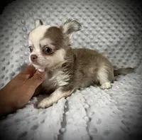 AKC Finn, a male Chihuahua for sale in New Jersey, NJ – 8 of 8