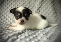 AKC Ollie, a male Chihuahua for sale in New Jersey, NJ – 5 of 10