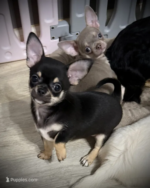 AKC Gemma – Chihuahua puppy for sale in New Jersey, NJ