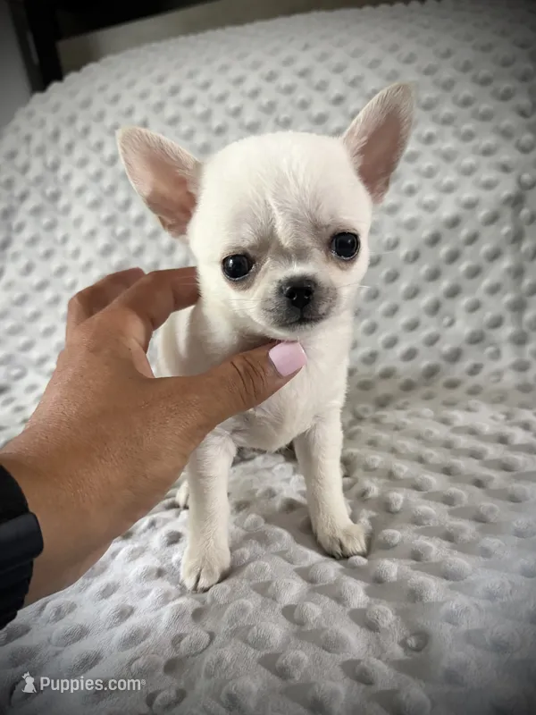 AKC Prince – Chihuahua puppy for sale in New Jersey, NJ