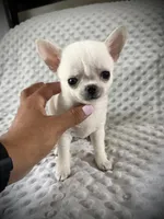 AKC Prince, a male Chihuahua for sale in New Jersey, NJ – 1 of 8