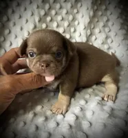 AKC Opie, a male Chihuahua for sale in New Jersey, NJ – 9 of 10