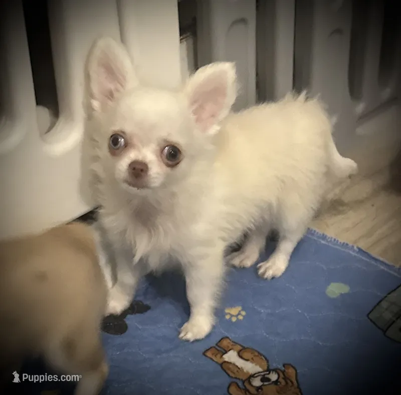 AKC Missy – Chihuahua puppy for sale in New Jersey, NJ