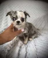 AKC Patch, a male Chihuahua for sale in New Jersey, NJ – 5 of 6