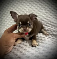AKC Kara, a female Chihuahua for sale in New Jersey, NJ – 7 of 7
