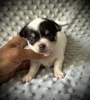 AKC Ollie, a male Chihuahua for sale in New Jersey, NJ – 2 of 4