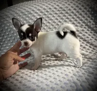 AKC Ollie, a male Chihuahua for sale in New Jersey, NJ – 2 of 10