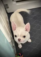 AKC Bentley, a male Chihuahua for sale in New Jersey, NJ – 8 of 9