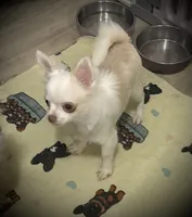 AKC Missy, a female Chihuahua for sale in New Jersey, NJ – 3 of 10