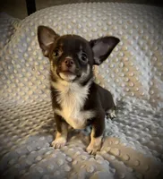 AKC Darla, a female Chihuahua for sale in New Jersey, NJ – 3 of 10