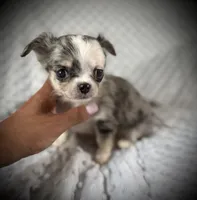 AKC Patch, a male Chihuahua for sale in New Jersey, NJ – 4 of 6