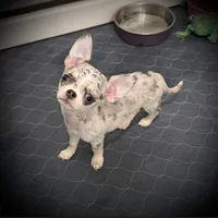 AKC Bella, a female Chihuahua for sale in New Jersey, NJ – 3 of 6