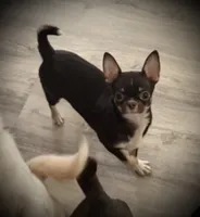 AKC Tyson , a male Chihuahua for sale in New Jersey, NJ – 2 of 10