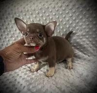 AKC Opie, a male Chihuahua for sale in New Jersey, NJ – 3 of 10