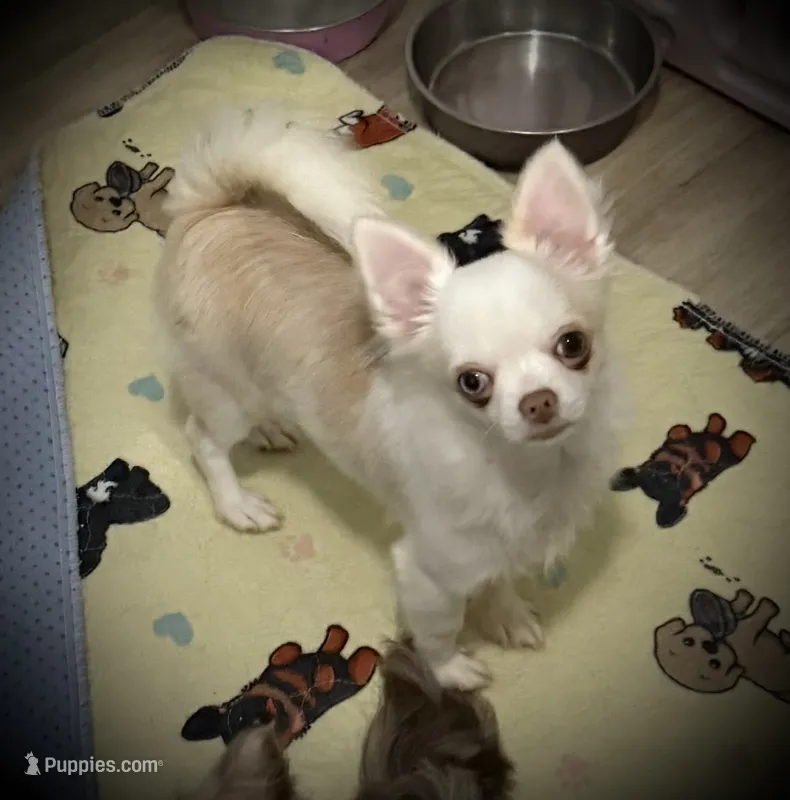 AKC Missy – Chihuahua puppy for sale in New Jersey, NJ
