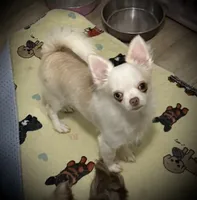 AKC Missy, a female Chihuahua for sale in New Jersey, NJ – 1 of 10