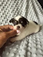 AKC Ollie, a male Chihuahua for sale in New Jersey, NJ – 6 of 10