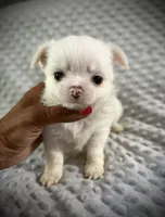 AKC Dixon , a male Chihuahua for sale in New Jersey, NJ – 2 of 4