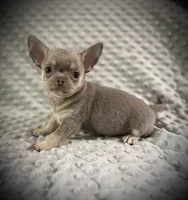 AKC Jax, a male Chihuahua for sale in New Jersey, NJ – 3 of 10