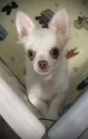 AKC Missy, a female Chihuahua for sale in New Jersey, NJ – 2 of 10