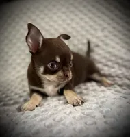 AKC Kara, a female Chihuahua for sale in New Jersey, NJ – 5 of 7