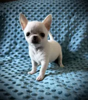 AKC Bean, a male Chihuahua for sale in New Jersey, NJ – 2 of 8