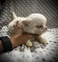 AKC Porter, a male Chihuahua for sale in New Jersey, NJ – 3 of 7