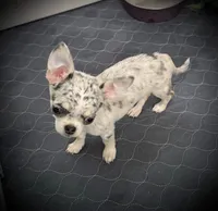 AKC Bella, a female Chihuahua for sale in New Jersey, NJ – 5 of 6