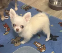 AKC Missy, a female Chihuahua for sale in New Jersey, NJ – 2 of 3