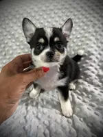 AKC Otto, a male Chihuahua for sale in New Jersey, NJ – 3 of 10