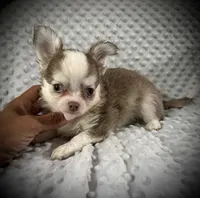 AKC Finn, a male Chihuahua for sale in New Jersey, NJ – 7 of 8
