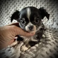 AKC Leon, a male Chihuahua for sale in New Jersey, NJ – Photo 1 of 10