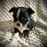 AKC Leon, a male Chihuahua for sale in New Jersey, NJ – Photo 6 of 10