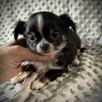 AKC Leon, a male Chihuahua for sale in New Jersey, NJ – Photo 3 of 10