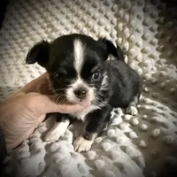 AKC Leon, a male Chihuahua for sale in New Jersey, NJ – Photo 8 of 10