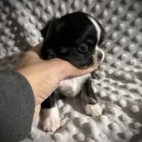 AKC Leon, a male Chihuahua for sale in New Jersey, NJ – Photo 5 of 10