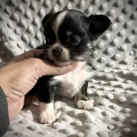 AKC Leon, a male Chihuahua for sale in New Jersey, NJ – Photo 9 of 10
