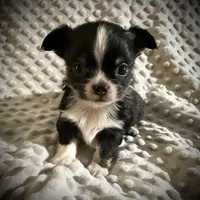 AKC Leon, a male Chihuahua for sale in New Jersey, NJ – Photo 4 of 10