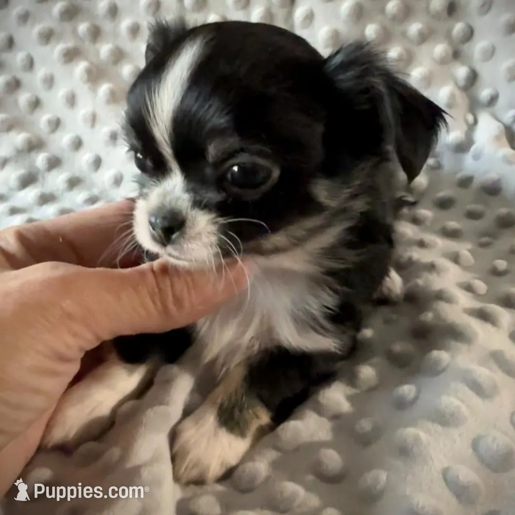 AKC Leon, a male Chihuahua for sale in New Jersey, NJ – Photo 2 of 10