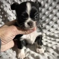 AKC Leon, a male Chihuahua for sale in New Jersey, NJ – Photo 10 of 10