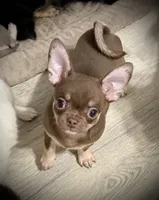 AKC Opie, a male Chihuahua for sale in New Jersey, NJ – 2 of 10
