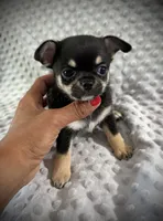 AKC Gemma, a female Chihuahua for sale in New Jersey, NJ – 10 of 10